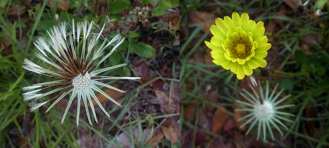 [Two photos spliced together. On the left is a seedhead with half the head missing the wisps. The wisps are like paintbrushes in there is a brown stem coming from the plant with wispy white ends. On the right are two blooms. One bloom in focus is the yellow flower closest to the camera. This flower has two concentric circles of yellow petals. The outer circle of petal is partially opened. The inner circle has the petals straight up to camera. The center of the flower has stamen squished together. At a distance near the ground is a bloom with all the petals and seedhead wisps completely gone. It is a white center with approximately two dozen green rays emanating from it.]